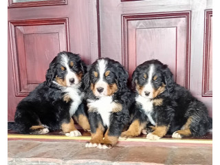 Bernski planinski pas štenci !