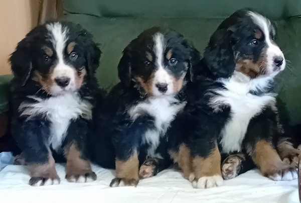 bernski-planinski-pas-stenci-big-4