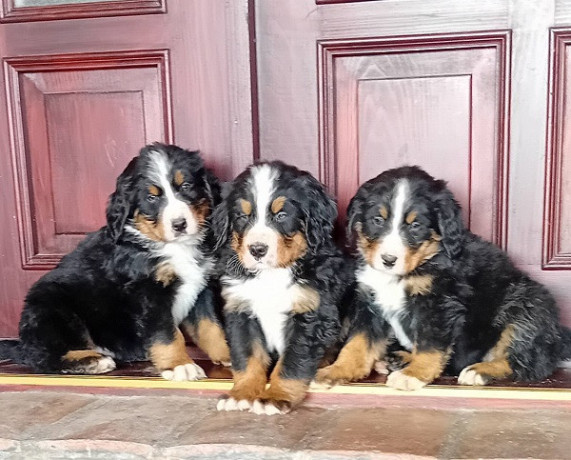 bernski-planinski-pas-stenci-big-0