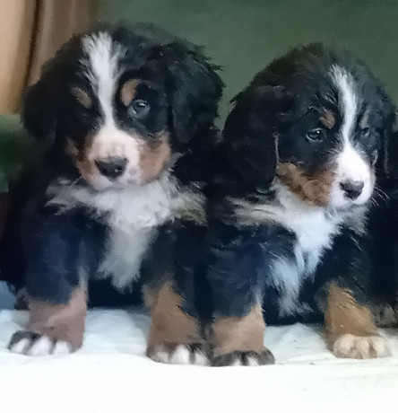 bernski-planinski-pas-stenci-big-2