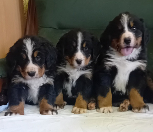 bernski-planinski-pas-stenci-big-1