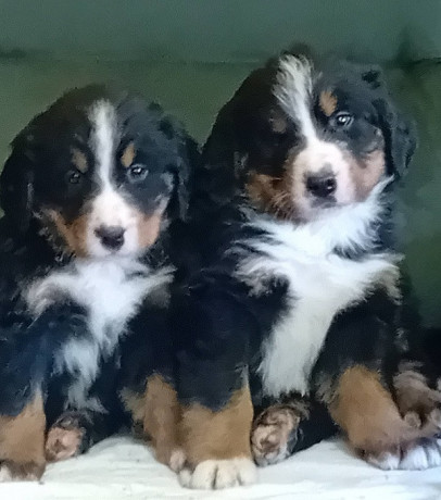 bernski-planinski-pas-stenci-big-3