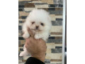 pomeranac-stenci-small-1