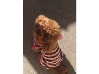 Patuljasta pudla, muško štene