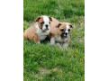 engleski-buldog-stenci-small-2
