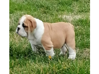 Engleski buldog štenci