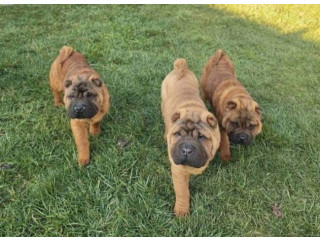 Šar Pej, čistokrvni štenci