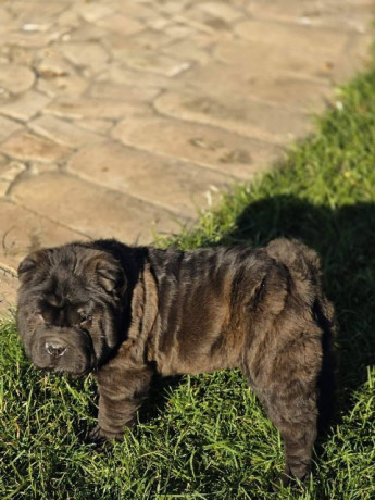 sar-pej-cistokrvni-stenci-big-3