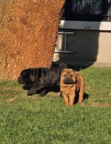 sar-pej-cistokrvni-stenci-big-2