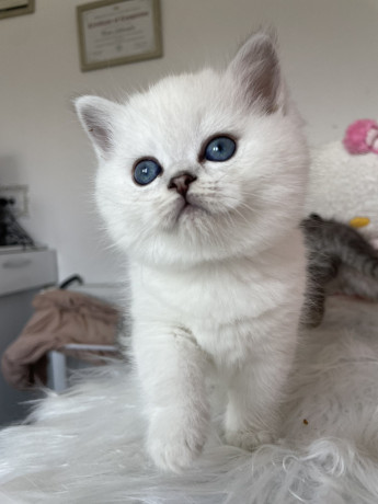 skotski-macici-big-0