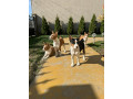 prelepi-stenci-rase-basenji-small-0