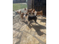 prelepi-stenci-rase-basenji-small-1