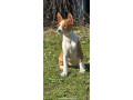 prelepi-stenci-rase-basenji-small-3