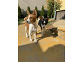 prelepi-stenci-rase-basenji-small-2