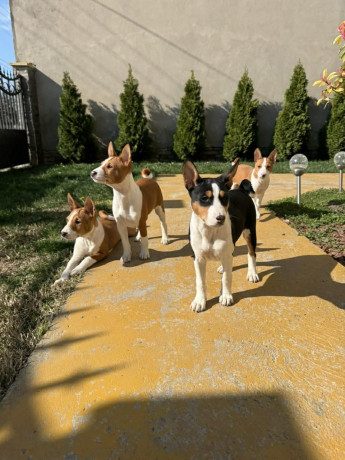 prelepi-stenci-rase-basenji-big-0