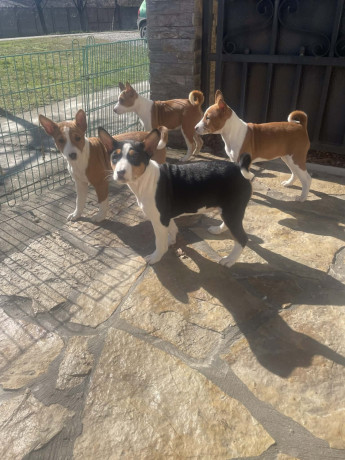 prelepi-stenci-rase-basenji-big-1