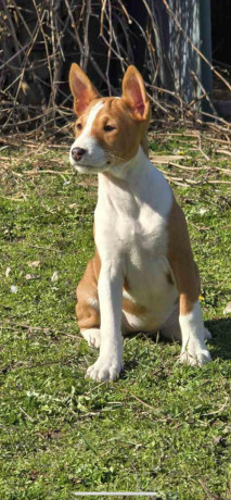 prelepi-stenci-rase-basenji-big-3