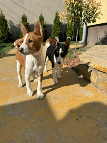 prelepi-stenci-rase-basenji-big-2