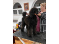 sampionsko-leglo-crne-standardne-pudle-vrhunskog-ranga-small-4