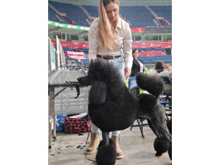 ŠAMPIONSKO LEGLO: Crne Standardne Pudle vrhunskog ranga