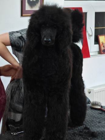 sampionsko-leglo-crne-standardne-pudle-vrhunskog-ranga-big-3