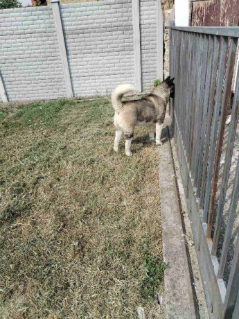 americka-akita-muzjak-slobodan-za-parenje-big-2