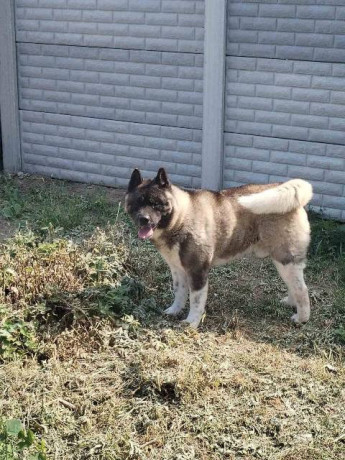 americka-akita-muzjak-slobodan-za-parenje-big-1