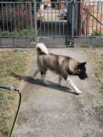 americka-akita-muzjak-slobodan-za-parenje-big-0