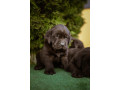 labrador-retriver-braon-stenci-small-2