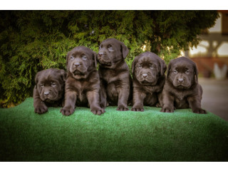 Labrador retriver braon štenci