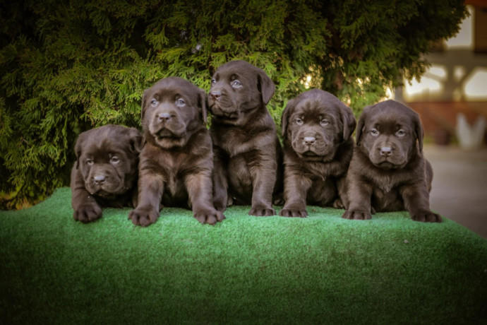 labrador-retriver-braon-stenci-big-0