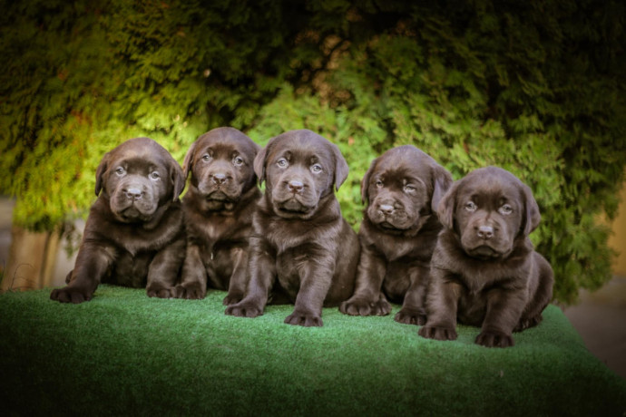 labrador-retriver-braon-stenci-big-1