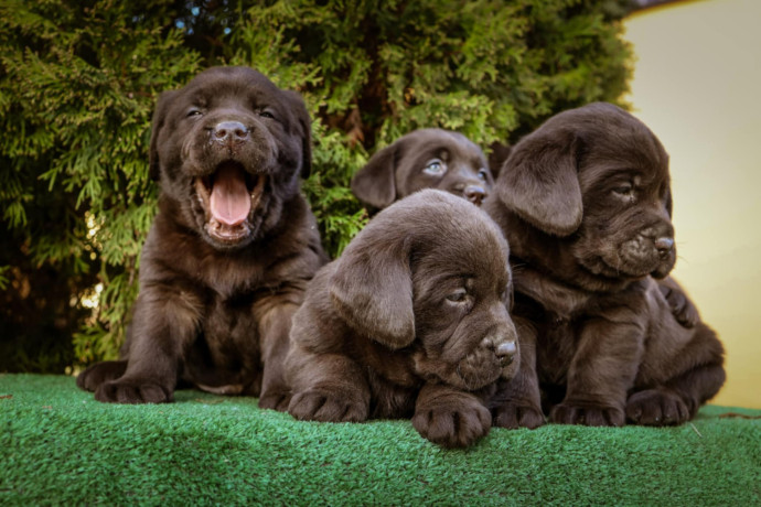 labrador-retriver-braon-stenci-big-3