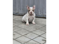 american-bully-micro-pocket-small-4