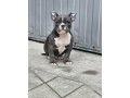 american-bully-micro-pocket-small-1