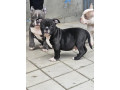 american-bully-micro-pocket-small-3