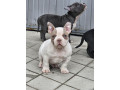 american-bully-micro-pocket-small-2