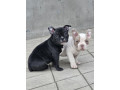 american-bully-micro-pocket-small-0