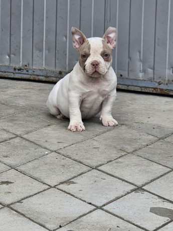 american-bully-micro-pocket-big-4