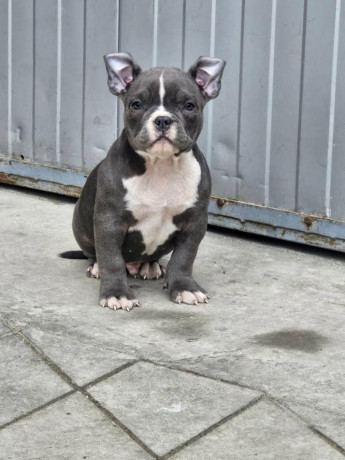 american-bully-micro-pocket-big-1