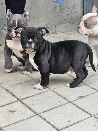 american-bully-micro-pocket-big-3