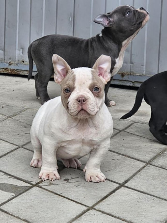 american-bully-micro-pocket-big-2