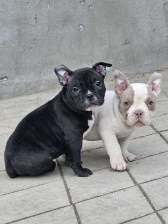 american-bully-micro-pocket-big-0