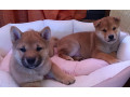 siba-inu-stenci-small-2