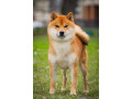 siba-inu-stenci-small-4