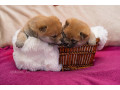 siba-inu-stenci-small-1