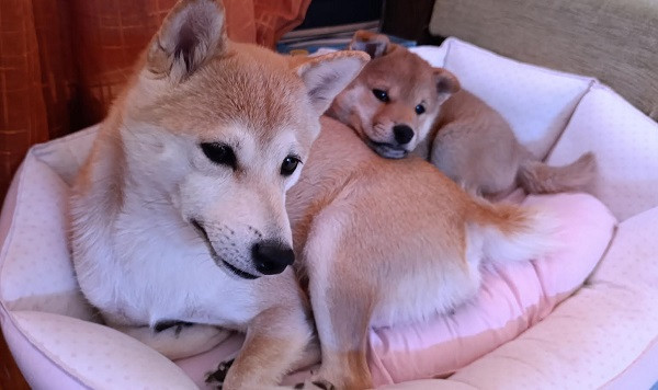 siba-inu-stenci-big-3