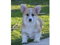 velski-welski-korgi-corgi-pembrok-small-0