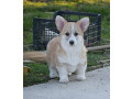 velski-welski-korgi-corgi-pembrok-small-4