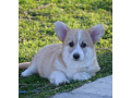 velski-welski-korgi-corgi-pembrok-small-2